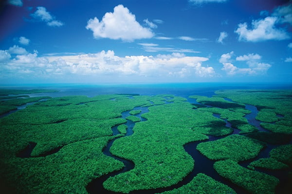 are dogs allowed at everglades national park