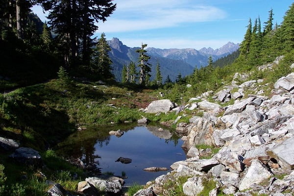 are dogs allowed in olympic national park