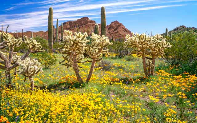Welcome to Organ Pipe Cactus National Park