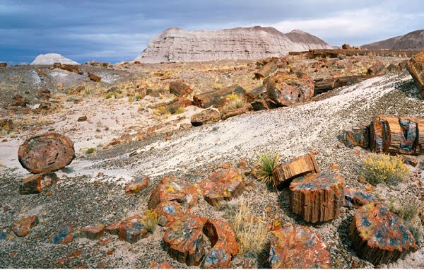 are dogs allowed in petrified forest