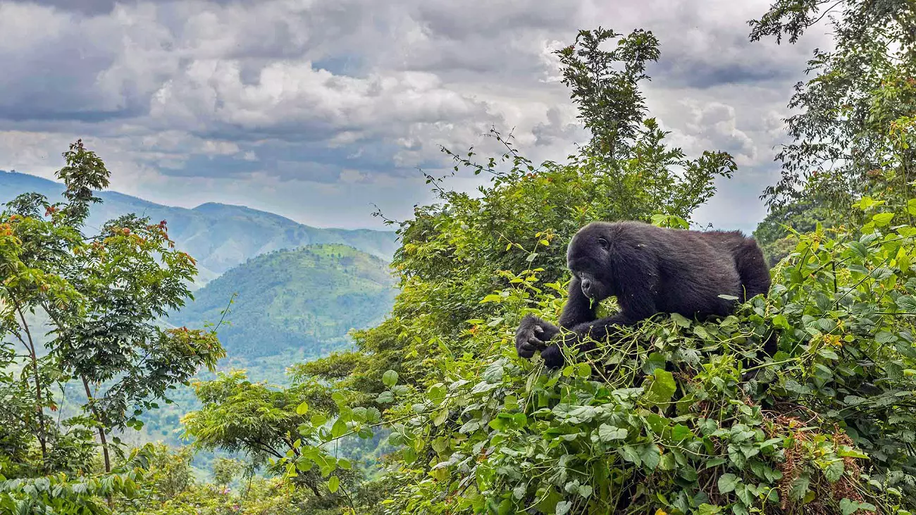 Visiting Bwindi National Park Uganda